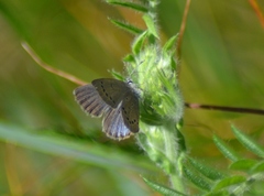 Glaucopsyche lygdamus