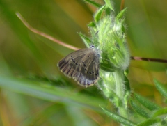 Glaucopsyche lygdamus