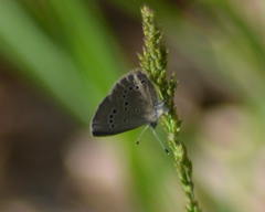 Glaucopsyche lygdamus