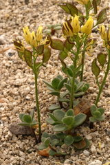 Draba asterophora asterophora