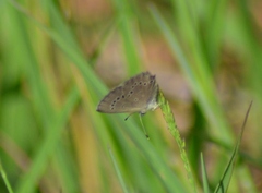 Glaucopsyche lygdamus