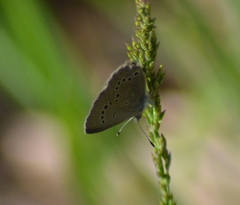 Glaucopsyche lygdamus