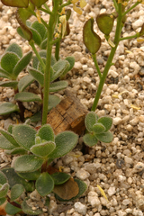 Draba asterophora asterophora