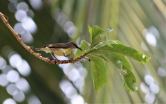 Leptocoma zeylonica