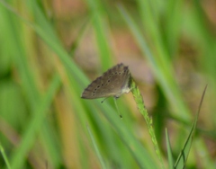 Glaucopsyche lygdamus