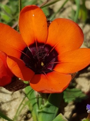 Sparaxis elegans