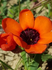 Sparaxis elegans