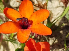 Sparaxis elegans