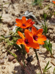 Sparaxis elegans