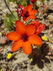Sparaxis elegans