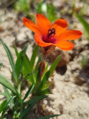 Sparaxis elegans