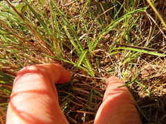 Carex rossii