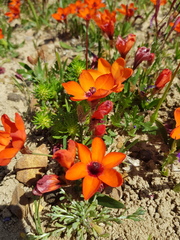 Sparaxis elegans