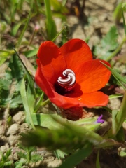 Sparaxis elegans