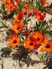 Sparaxis elegans