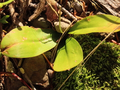 Clintonia uniflora