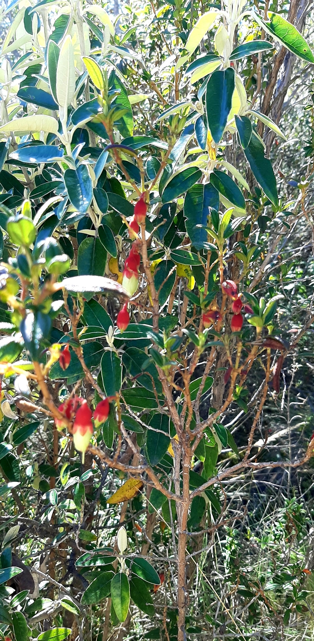 Brachyotum ledifolium image