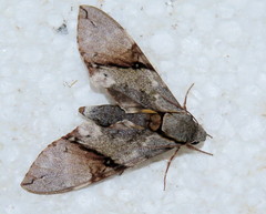 Manduca lefeburii