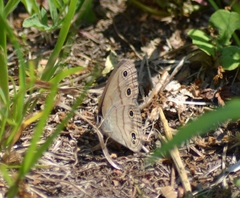 Megisto cymela cymela