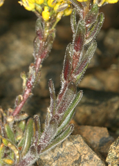 Draba aureola