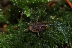 Lophopilio palpinalis