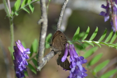 Megisto cymela cymela