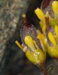 Draba aureola