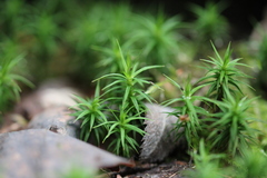 Polytrichum