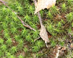 Polytrichum
