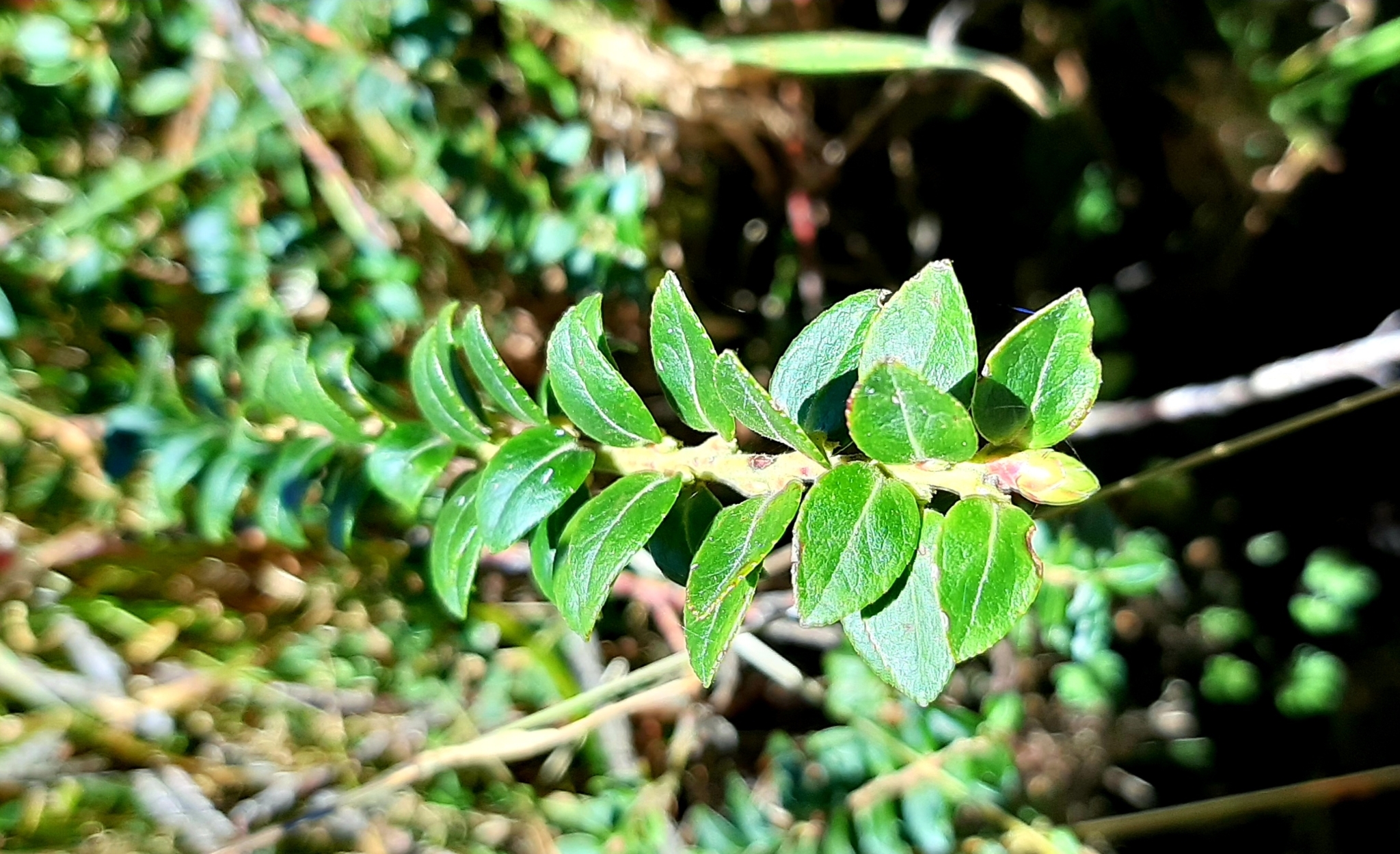 Vaccinium image
