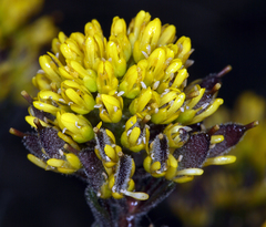 Draba aureola