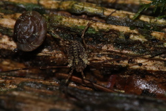 Lophopilio palpinalis