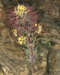 Draba aureola