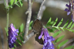 Megisto cymela cymela