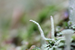 Cladonia