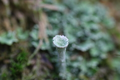 Cladonia
