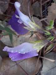 Clitoria guianensis