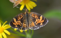 Phyciodes batesii