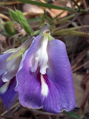 Clitoria guianensis