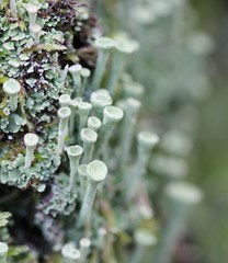 Cladonia