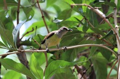Leptocoma zeylonica