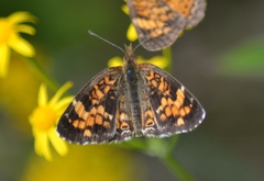 Phyciodes batesii