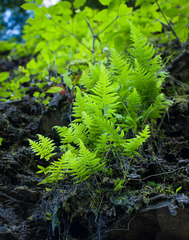 Phegopteris connectilis