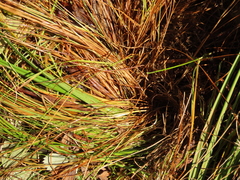 Festuca roemeri