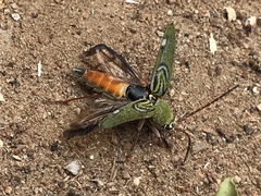 Trichoxys labyrinthicus