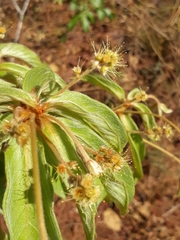 Combretaceae