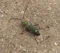 Trichoxys labyrinthicus