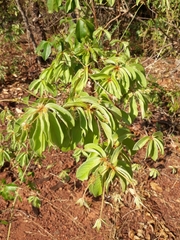 Combretaceae