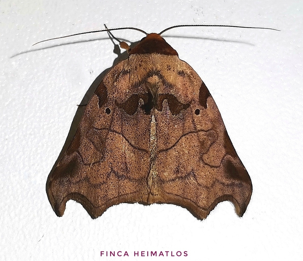 Lephana tetraphorella