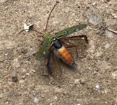 Trichoxys labyrinthicus